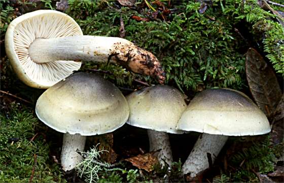 Tricholoma saponaceum group